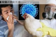 
巴氏
菌牛
中发现禽流感
片段 H5N1型禽流感
正在
多地传播