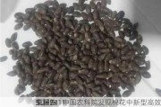 菜籽2411
5.24%：中国农科院发现棉花中新型高效
虫蛋白
