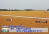 Sovecon：俄罗斯4月份小麦出口量将达到460万吨