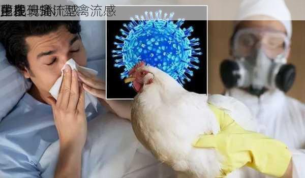 
巴氏
菌牛
中发现禽流感
片段 H5N1型禽流感
正在
多地传播